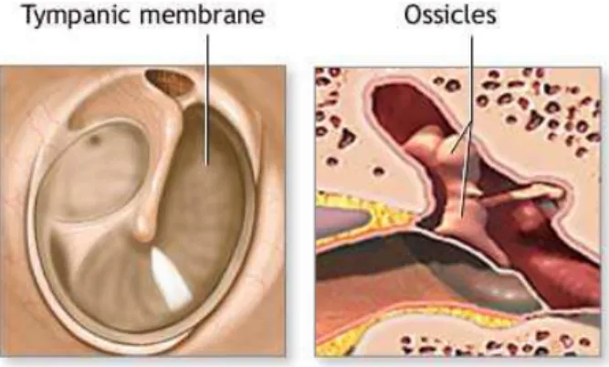 Gambar 2.  Anatomi Telinga Dalam 