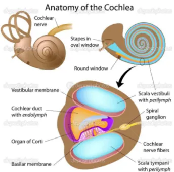 Gambar 3. Anatomi Koklea                                                                       Sumber: 
