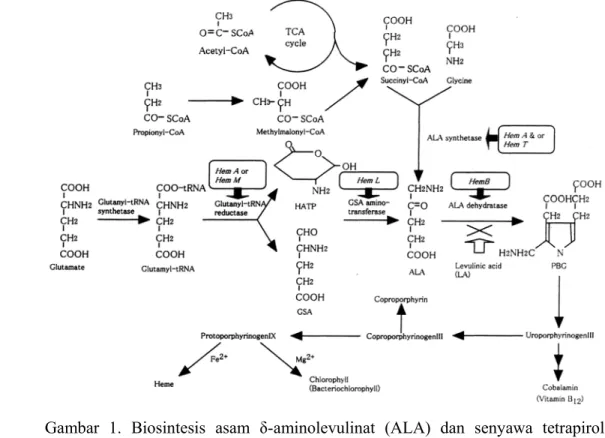 Gambar 1. Biosintesis asam δ-aminolevulinat (ALA) dan senyawa tetrapirol  (Sasaki et al