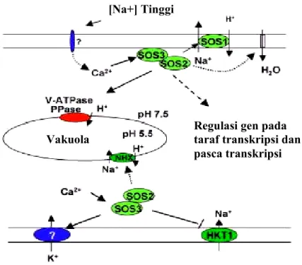 Gambar 4.  SOS pathway berperanan dalam homeostasis ion pada saat stres oleh  salinitas