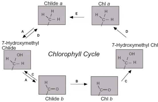 Gambar 10. Sebuah model yang diusulkan untuk siklus klorofil. Klorofil a (atas  kanan) di dephytilasi menjadi chlorophyllide (Chlide) a (atas kiri) chlorophyllase  (E) dan kemudian dikonversi menjadi Chlide b  (bawah kiri) melalui  7-hydroxymethyl-chloroph