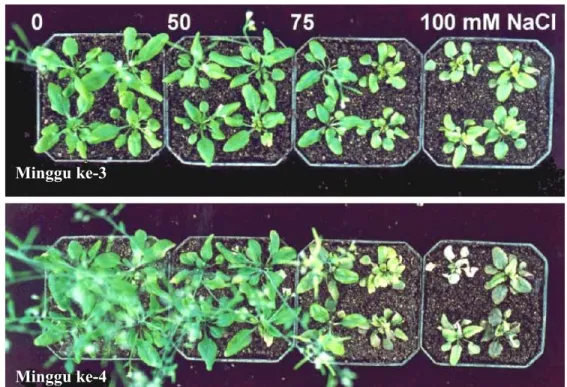 Gambar 3.  Sensitivitas tanaman Arabidopsis terhadap NaCl selama fase vegetatif. 