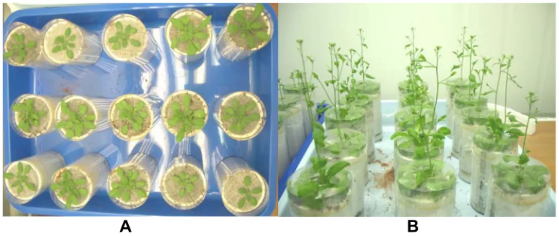 Gambar 18.  Tanaman Arabidopsis thaliana yang ditumbuhkan pada tabung PVC  (A) dan siap diinfeksi (B) 