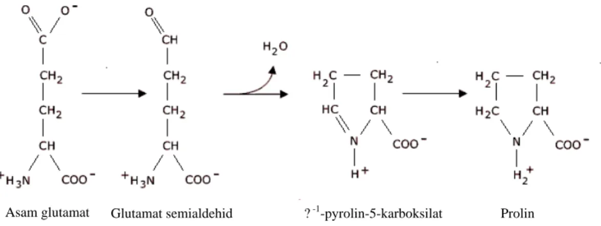 Gambar 2. Skema biosintesis asam amino prolin  