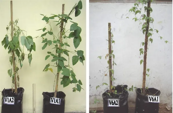 Gambar  3.  Perbedaan respon tanaman kedelai varietas budidaya (Glycine max (L.) merr ) 