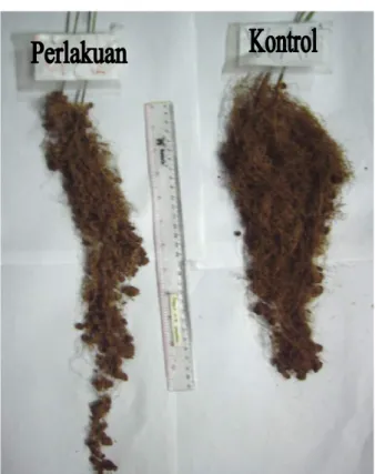 Gambar  4.  Perbedaan  perakaran  tanaman  kontrol  dan  perlakuan  cekaman  kekeringan  pada varietas budidaya V1  