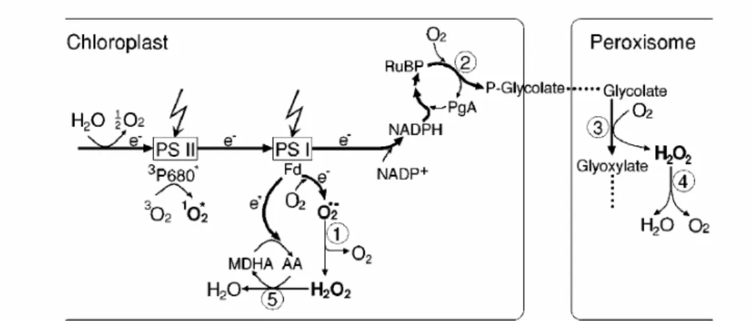 Gambar 2  Produksi ROS pada transpor elektron fotosintesis pada kondisi cahaya  tinggi (Apel and Hirt 2004) 