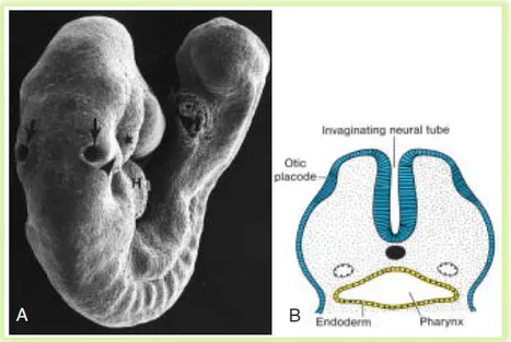 Gambar 2.1.1 A diatas memaparkan hasil mikrograf electron embrio tikus yang  sama usianya dengan embrio manusia yang berusia 28 hari