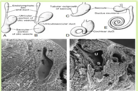 Gambar 2.1.3 A dan B menunjukkan perkembangan otocyst, duktus endolimpatik  dan ventral saccular pada bagian dorsal utricular
