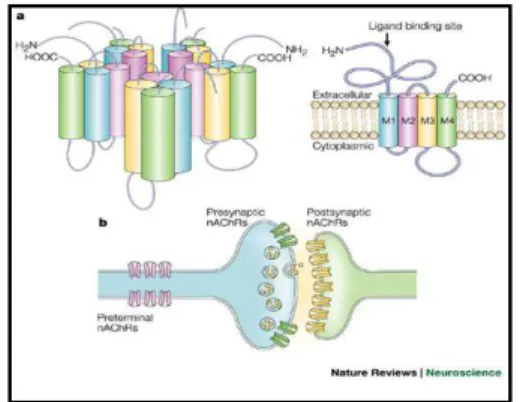 Gambar 7. Structure of neuronal nicotinic acetylcholine   receptors (NACHRS)  32 
