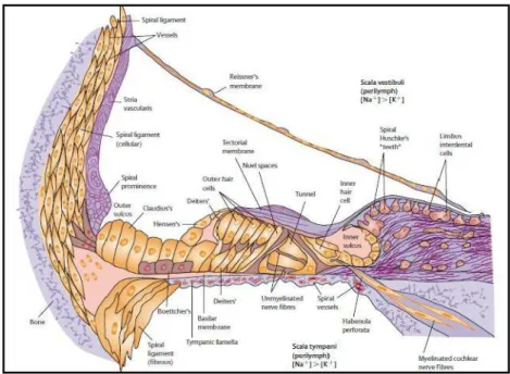 Gambar 2. Cross-section koklea 15  2.1.3.   Fisiologi 