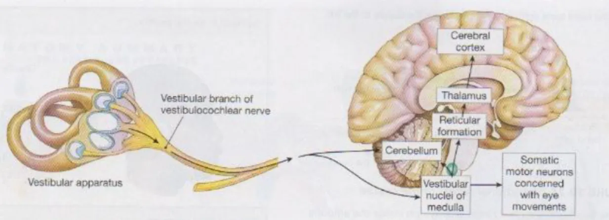 Gambar 9. Central nervous system pathways for equilibrium. 6 