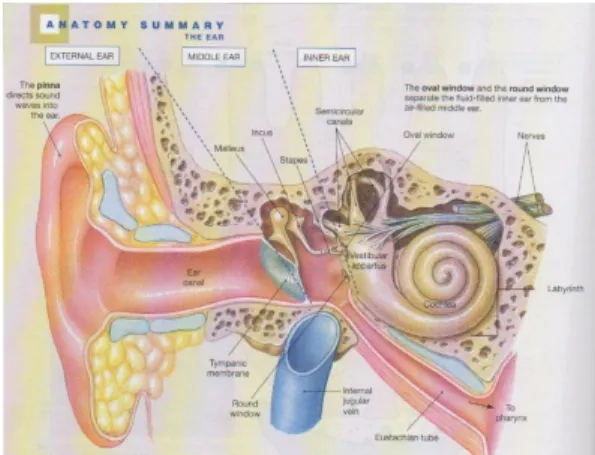 Gambar 1. Anatomi Telinga. 6 