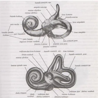 Gambar 2. Labirintus oseus kiri dari lateral (atas) dan bagian dalamnya (bawah).  5