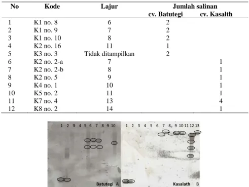 Gambar 3.  Hasil analisis PCR menggunakan primer hpt dan gusA pada padi cv. Batutegi dan kasalath