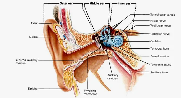 Gambar 1. Struktur anatomi telinga  Sumber: Fox S. 9
