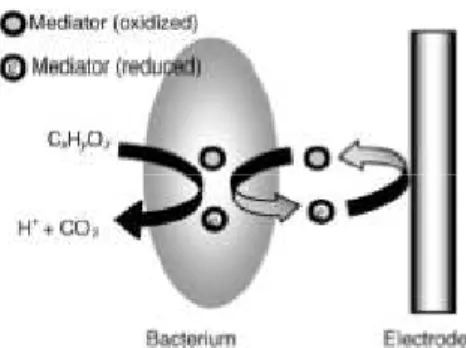 Gambar 2.3. Mekanisme transfer elektron menggunakan bacterial nanowires (Liu, 2008) 