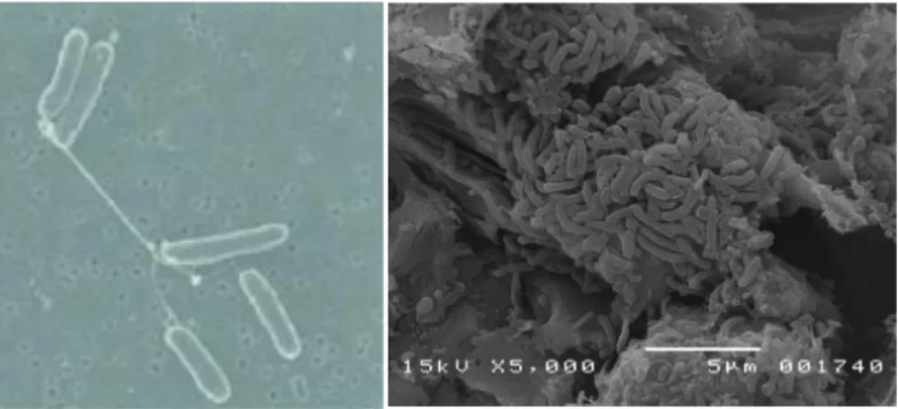 Gambar 3. Bakteri pada SMFC. (a) Shewanella oneidensis (Logan 2008).  