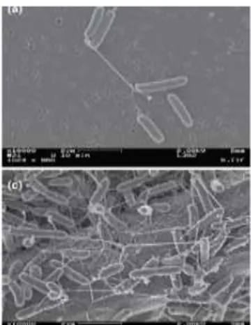 Gambar 2. Foto Scanning Electron Micrograph (SEM) Shewanella oneidensis  yang menunjukkan adanya serabut nano (nanowire) yang menghubungkan sel-sel 