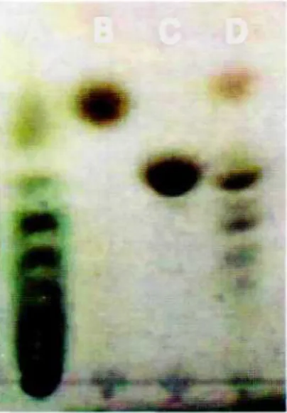 Gambar 1. Profil kromatografi lapis tipis dari maltooligosakarida hasil sintesis enzim amilase Bacillus licheniformis BL1 (A), glukosa (B), maltosa (C) dan maltooligosakarida komersial Minami Healthy Foods