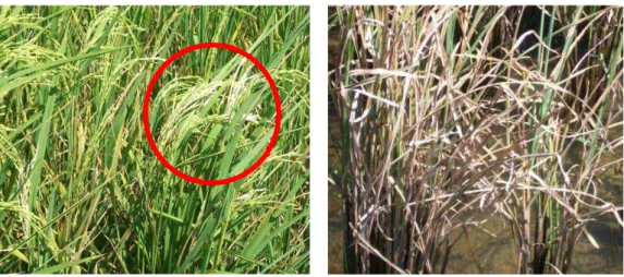 Gambar  3.  Tanaman  padi  yang  tergenang  rob  mengalami  gagal  bunting  (kiri)  dan  lama  kelamaan akan mati (kanan) 