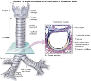 Gambar 1. Anatomi Trakea 