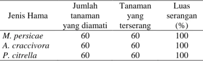 Tabel  2,  menunjukan  bahwa  luas  serangan  pada  tanaman  kacang  tunggak  akibat  serangan  ketiga  jenis  hama tersebut masing-masing 100%