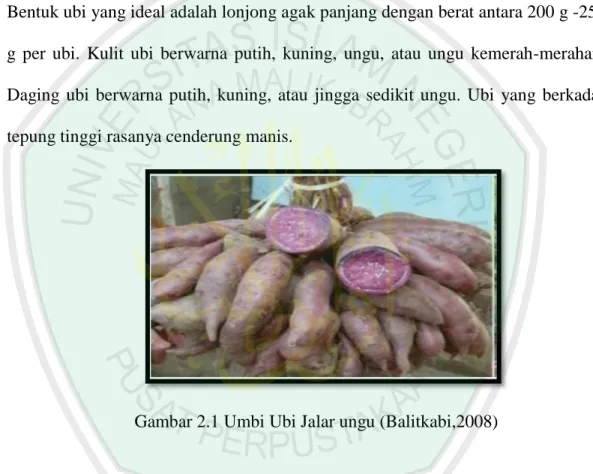 Gambar 2.1 Umbi Ubi Jalar ungu (Balitkabi,2008) 
