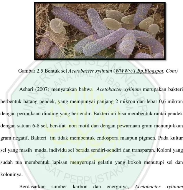 Gambar 2.5 Bentuk sel Acetobacter xylinum (WWW://1.Bp.Blogspot. Com) 