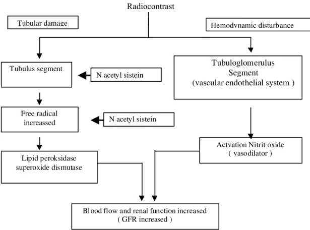 Gambar 2. N-acetyl sistein sebagai renal protector pada radiokontras 16