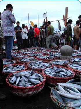 Gambar 7.  Aktifitas di pasar ikan Lam Pulo,                       Banda Aceh  (Y. Herdiana)