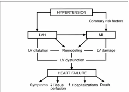 Gambar 5. Beberapa langkah yang terlibat dalam progres dari hipertensi ke gagal                     jantung kongestif (sumber) 