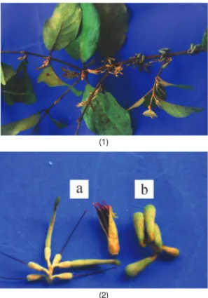 Gambar 4.  Scurrula atropurpurea (Blume) Danser. (1) Ranting (1) Ranting Ranting  dan perbungaan; (2)a