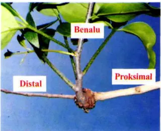 Gambar 1. pemarasitan benalu pada tumbuhan inang