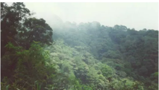 Gambar 1.  Hutan CA Dolok Sibual-buali. 