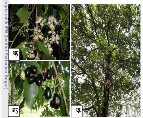 Gambar 9  Bunga (a), buah (b), dan perawakan pohon Syzygium cumini (c)  5.2.2. Syzygium littorale (Blume) Amshoff 