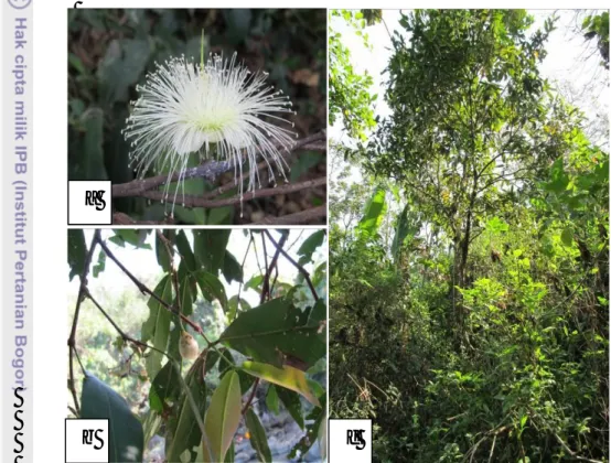 Gambar  10  Bunga  (a),  kuncup  bunga  dan  daun  (b),  dan  perawakan  pohon          Syzygium littorale (c) 