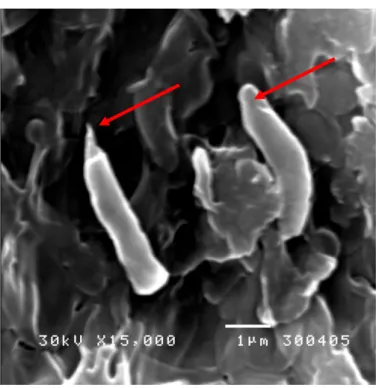 Gambar  5c    Pengaruh  ekstrak  kecombrang  dengan  konsentrasi  2  MIC  terhadap  morfologi sel P