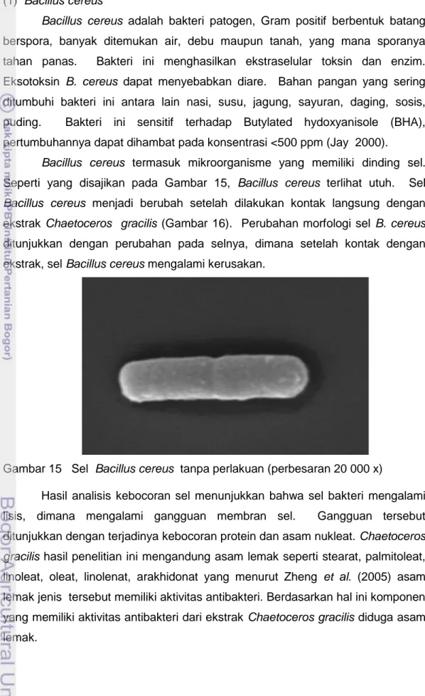 Gambar 15   Sel  Bacillus cereus  tanpa perlakuan (perbesaran 20 000 x)   