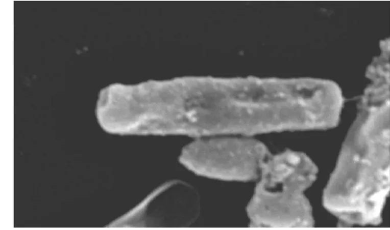 Gambar 17   Sel  Vibrio harveyi  tanpa perlakuan (perbesaran 20 000 x) 