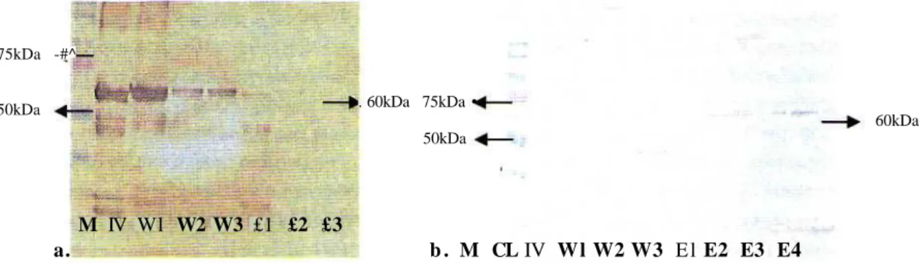 Figure 1. Characterization and identification of retransformed JSU pGEX by western blotting: a