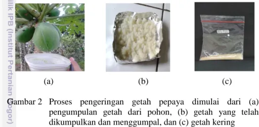 Gambar 2  Proses  pengeringan  getah  pepaya  dimulai  dari  (a)  pengumpulan  getah  dari  pohon,  (b)  getah  yang  telah  dikumpulkan dan menggumpal, dan (c) getah kering 