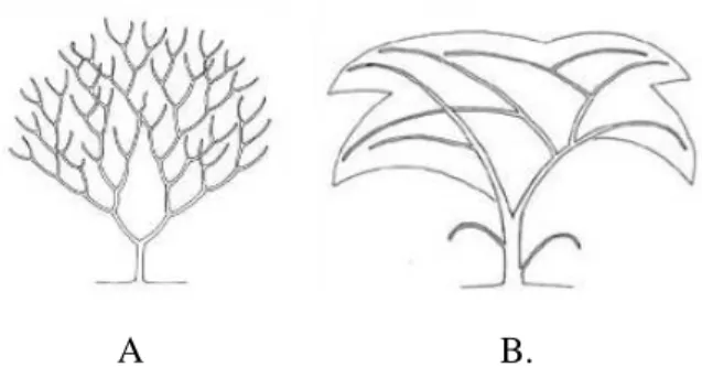 Gambar 2.  Model arsitektur pohon  monopodial. A= Model Aubreville dan  B = Model Attim