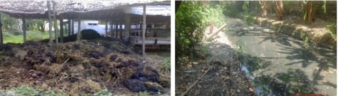 Gambar 1. Penanganan limbah peternakan: a) dibiarkan menggunung dan kumuh, b)  pencemaran lingkungan dengan pembuangan di sungai 