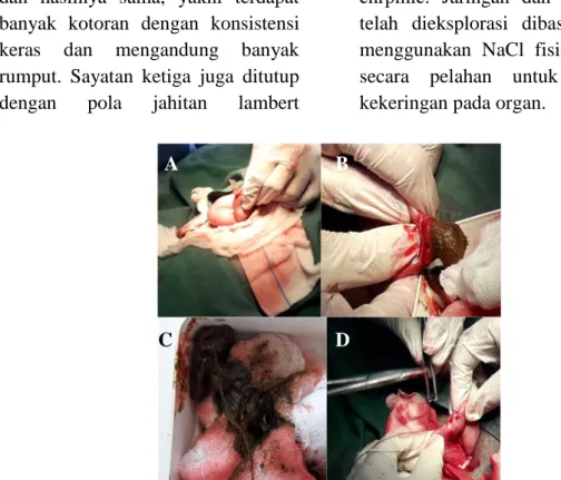 Gambar 2. Teknik enterotomi (membuat sayatan pada usus yang mengalami ob- ob-struksi) (A) pengeluaran benda asing dari dalam usus (B), tumpukan kotoran dan 