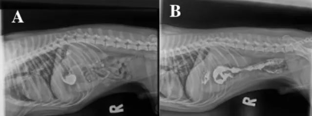 Gambar 4. Hasil pemeriksaan radiografi pasien Max dengan menggunakan media  kontras Barium Sulfat