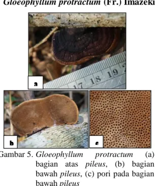Gambar 4. Gloeophyllum  sp.  (a)  permukaan  pileus,  (b)  bagian  bawah  pileus,  (c)  lamela  pada  bagian  bawah  pileus 
