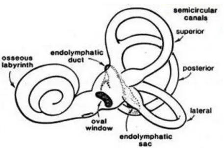 Gambar 2.1  Anatomi Labirin (Balasubramanian, 2009) 
