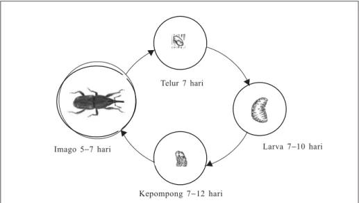 Gambar 1.   Siklus hidup Sitophilus zeamais (Kartasapoetra 1987; IITA 2004).