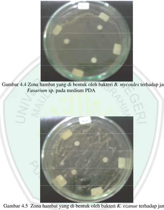 Gambar 4.4 Zona hambat yang di bentuk oleh bakteri B. mycoides terhadap jamur           Fusarium sp